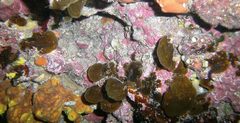 Cochleoceps bicolor