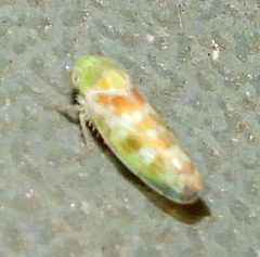 Cetexa