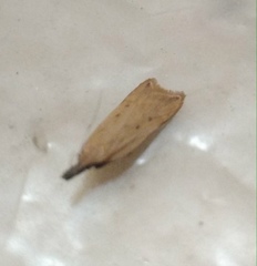 Dichomeris limosellus