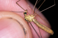 Nephrotoma cornicina