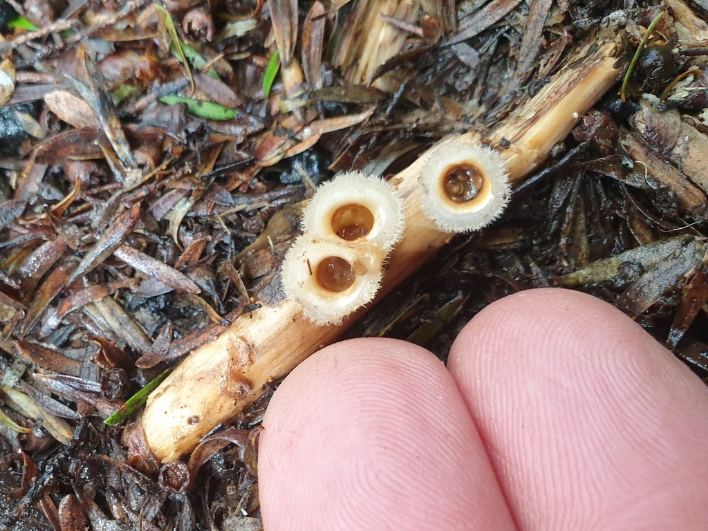 woolly bird's nest fungus from Waitākere, Auckland, New Zealand on July