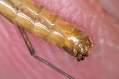 Nephrotoma cornicina