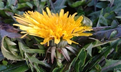 Taraxacum