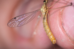 Nephrotoma cornicina