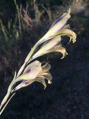 Gladiolus recurvus