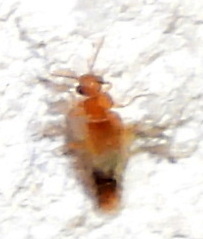 Distremocephalus texanus