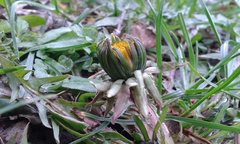 Taraxacum