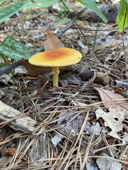 Amanita parcivolvata