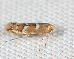 Cameraria bethunella