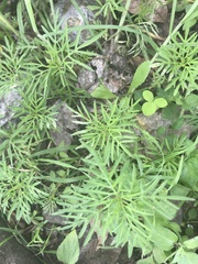 Cosmos sulphureus
