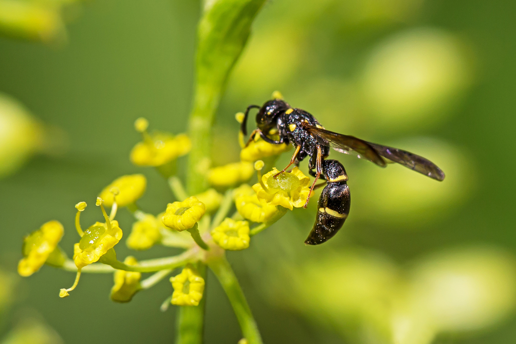 Tufted Potter Wasp