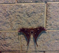 Coscinocera hercules