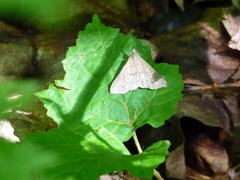 Renia flavipunctalis