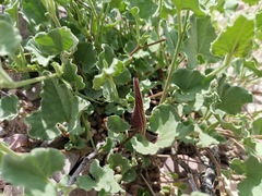 Aristolochia wrightii