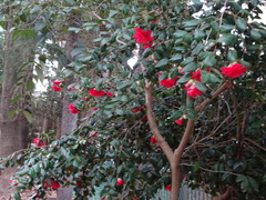 Camellia