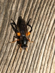 Chalcosyrphus