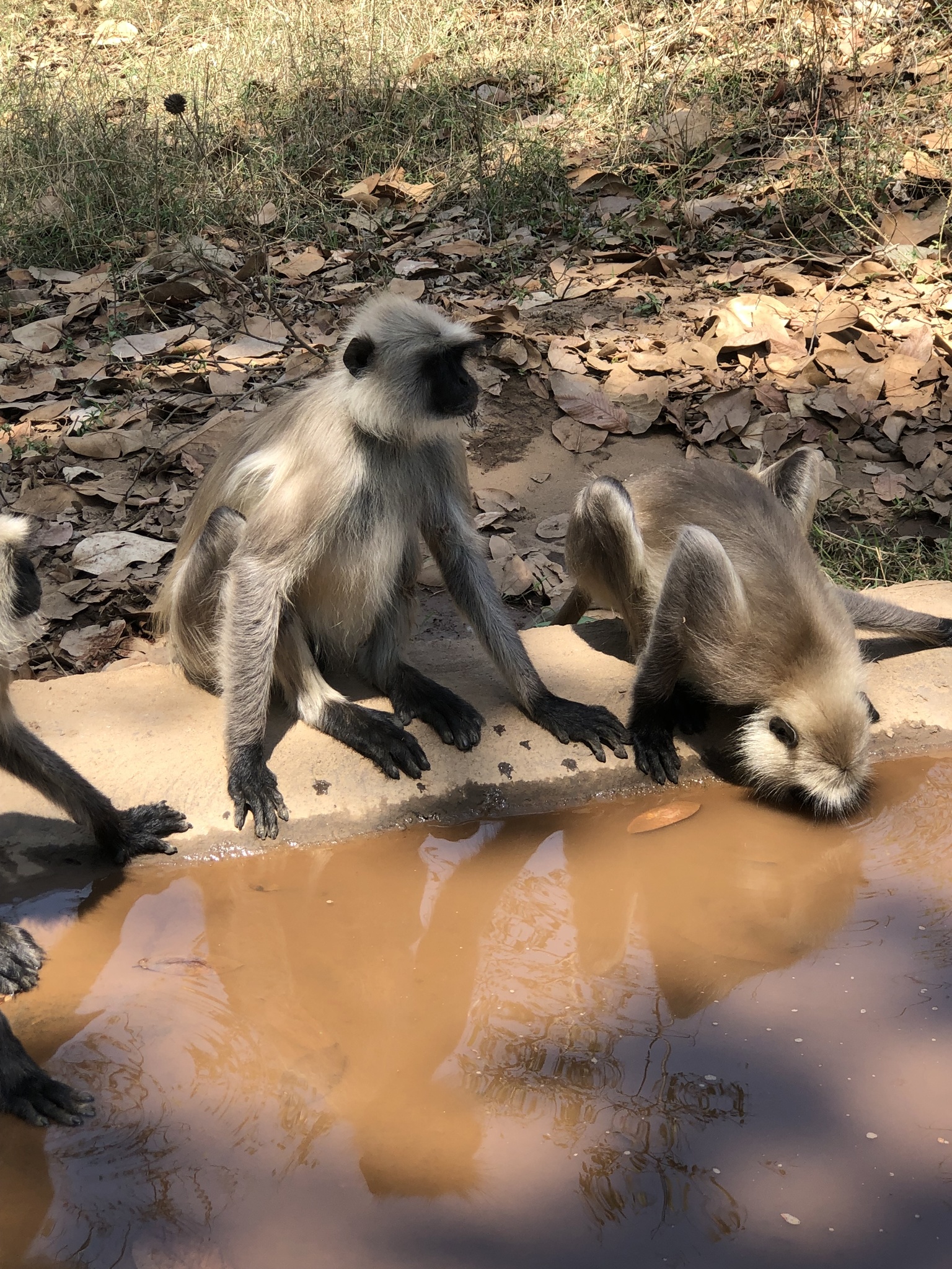 Northern plains gray langur