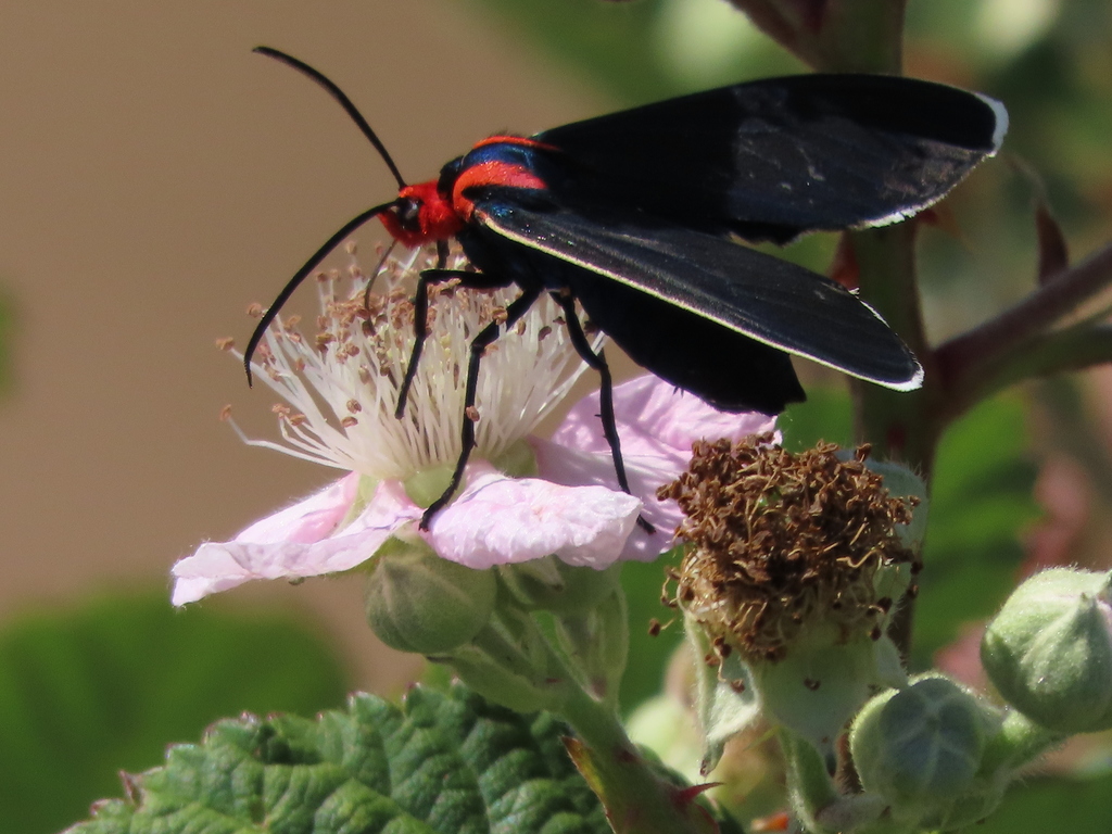 White-margined Ctenucha Moth