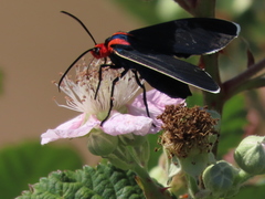 Ctenucha multifaria