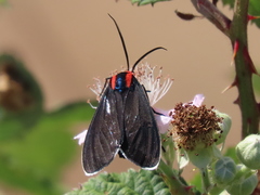 Ctenucha multifaria