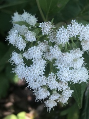 Ageratina altissima