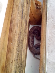 Agkistrodon russeolus
