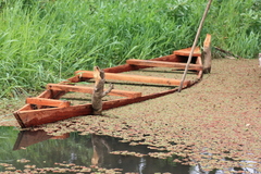 Azolla pinnata subsp. africana image