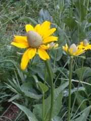 Rudbeckia maxima