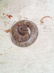 Agkistrodon russeolus