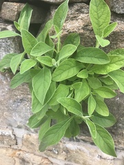 Pluchea carolinensis