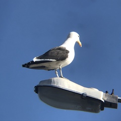 Larus dominicanus dominicanus