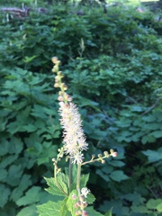 Actaea elata alpestris