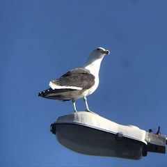 Larus dominicanus dominicanus