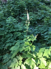 Actaea elata alpestris