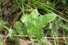 Vigna frutescens