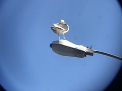 Larus dominicanus dominicanus