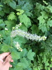 Actaea elata alpestris