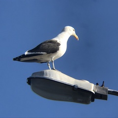 Larus dominicanus dominicanus