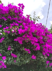 Bougainvillea
