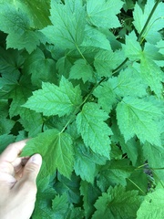 Actaea elata alpestris