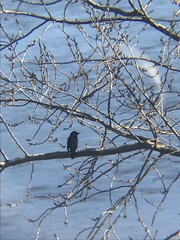 Curaeus curaeus curaeus