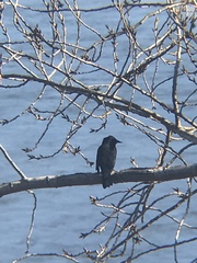 Curaeus curaeus curaeus