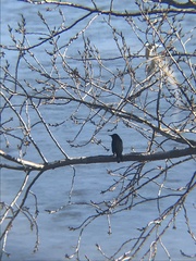 Curaeus curaeus curaeus