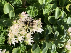 Bombus fervidus