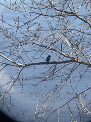 Curaeus curaeus curaeus