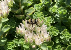 Bombus fervidus