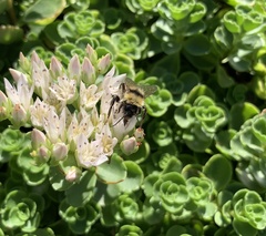 Bombus fervidus