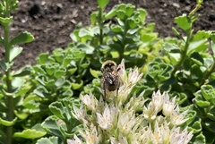 Bombus fervidus