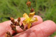 Hypericum lalandii
