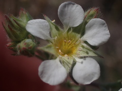 Ivesia sericoleuca